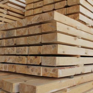 Cherestea de fag Fagus sylvatica